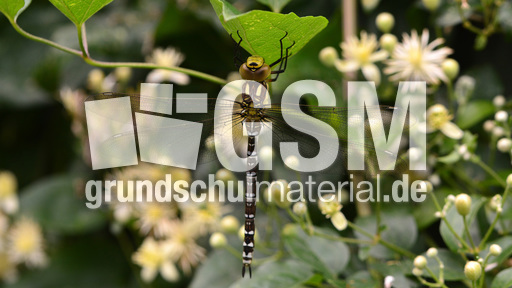 Blaugrüne Mosaikjungfer  (19).jpg